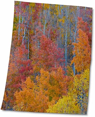 3drose Aspens หลายสีในฤดูใบไม้ร่วง Wasatch Mountains ของ Ogden, Utah - ผ้าเช็ดตัว